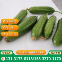 新鮮蔬菜黃瓜 菜園追施有機(jī)肥料 降重金屬農(nóng)殘 口感清脆水分充足